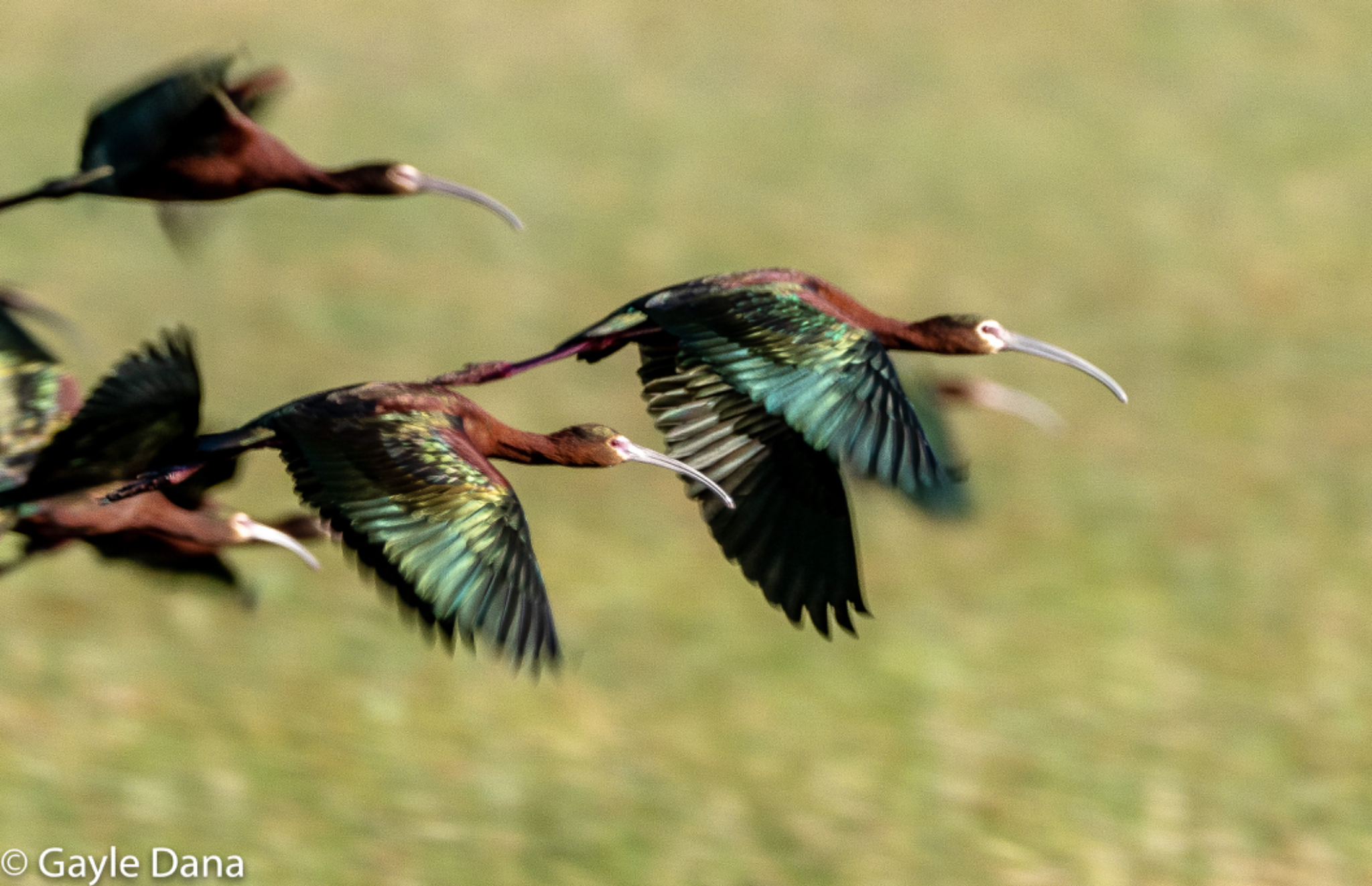 White face Ibis in flight 2